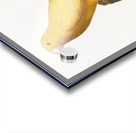 Lessons parrotlet  Acrylic print