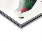 Rose-throated parrot  Acrylic print