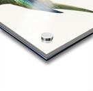 Turquoise parrot  Acrylic print