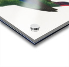 Swift parrot Acrylic print