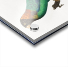 Caica parrot  Acrylic print