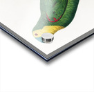 Blue-fronted amazon  Acrylic print