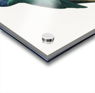 Blue-fronted amazon  Acrylic print