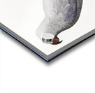 Congo grey parrot  Acrylic print