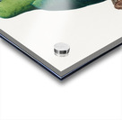 Ring-necked parakeet  Acrylic print