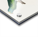 Tui parakeet  Acrylic print