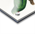 Cuban parrot  Acrylic print