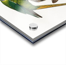 Plum-headed parakeet  Acrylic print