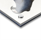 African grey parrot  Acrylic print