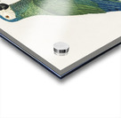 Red-bellied macaw  Acrylic print