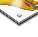 African grey parrot  Acrylic print