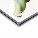 Red-cheeked parrot  Acrylic print