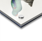 Swift parrot  Acrylic print