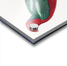 Australian king parrot  Acrylic print