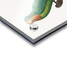 St Thomas conure  Acrylic print