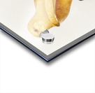 Rare yellow senegal parrot  Acrylic print