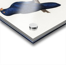 Sparman parakeet  Acrylic print