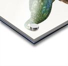 Illigers macaw  Acrylic print