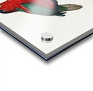 Pygmy parrot  Acrylic print