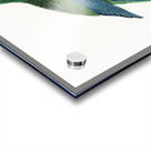 Illigers macaw  Acrylic print