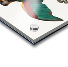 Orange-cheeked parrot  Acrylic print