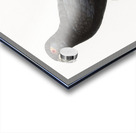 Greater vasa parrot  Acrylic print