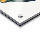 Yellow-fronted parakeet  Acrylic print