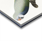 Quaker parrot  Acrylic print