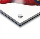 Eclectus parrot  Acrylic print