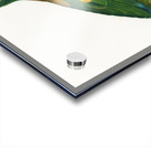 Blue-fronted amazon  Acrylic print