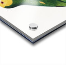 Yellow-shouldered amazon  Acrylic print