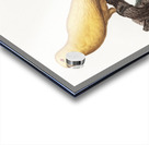 Lutino parakeet  Acrylic print