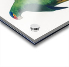 Red-fronted parakeet  Acrylic print