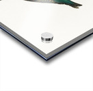 Ingambe parakeet  Acrylic print