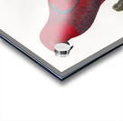 Eclectus parrot  Acrylic print