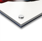 Broad-tailed parrot  Acrylic print