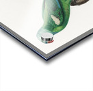 Yellow-shouldered parrot  Acrylic print