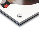 Mascarine parrot  Acrylic print