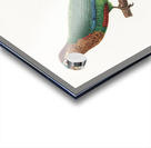 Wave-breasted parakeet  Acrylic print