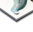 Eclectus parrot  Acrylic print