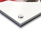 Crimson shining parrot  Acrylic print