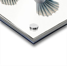 Lump Cycloterus lumpus Acrylic print