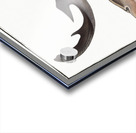 Balance Fish Squalus Zygaena Acrylic print