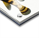 Starry Globe-fish Tetrodon Lagocephalus Acrylic print