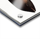 Porpesse Delphinus Phocoena Acrylic print