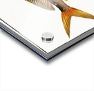 Dolfin Coryphaena Hippurus Acrylic print