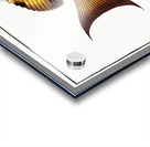 Surgeon Chaetodon Chirurgus Acrylic print