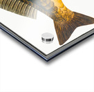 Royal-Carp Rex Cyprinorum Impression Acrylique