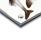 Picked- Dog Squalus Acanthias Acrylic print