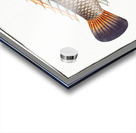 Coryphaena pentadactyla Acrylic print